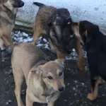 Соцсети: в Новоалтайске неизвестные устраивают жестокие расправы над собаками