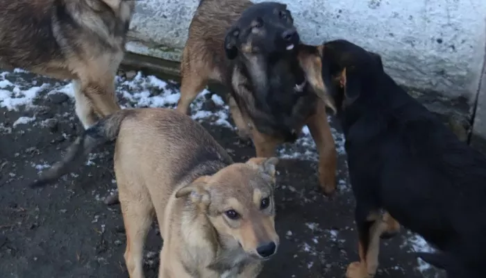 Соцсети: в Новоалтайске неизвестные устраивают жестокие расправы над собаками