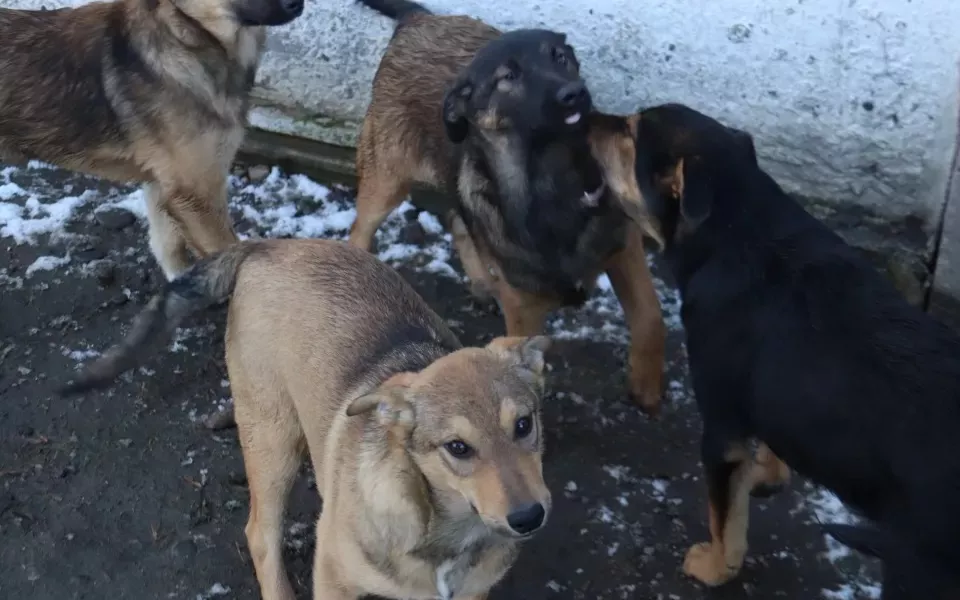 Соцсети: в Новоалтайске неизвестные устраивают жестокие расправы над собаками