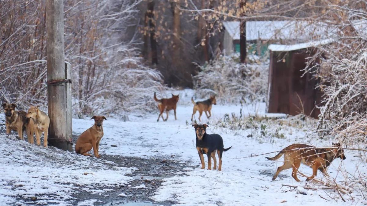 Бродячие собаки