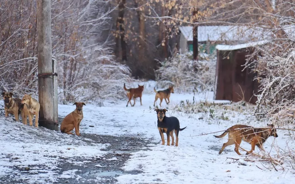 Без умерщвления: в Горно-Алтайске ищут подрядчика для работы с бездомными животными