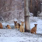Жителей Бийска в Зеленом Клину терроризирует стая из 30 собак