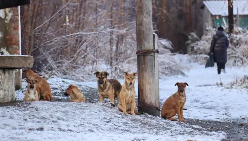 Жителей Бийска в Зеленом Клину терроризирует стая из 30 собак