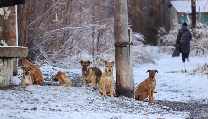 Жителей Бийска в Зеленом Клину терроризирует стая из 30 собак