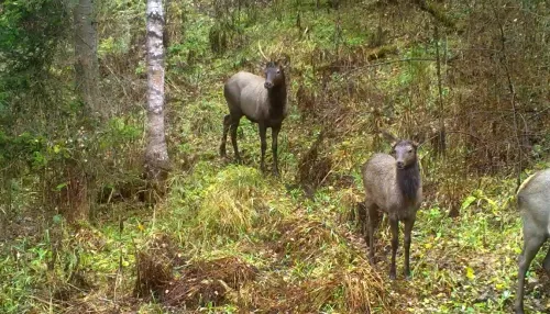 Фотоловушка в Алтайском заповеднике засняла осенний проход маралов. Видео