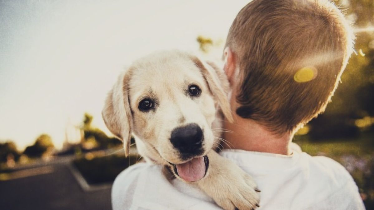 Ученые выяснили, есть ли связь между генами человека и желанием завести собаку