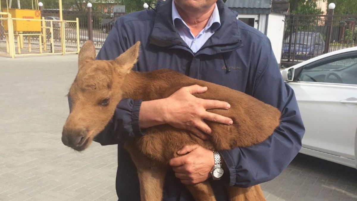 Новорожденного лосенка спасли в лесу Алтайского края 