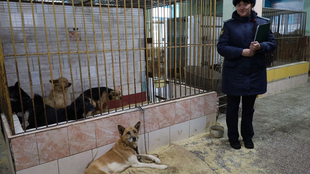 Изъятые собаки