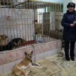 Приставы изъяли из антисанитарной квартиры барнаульца 24 собаки