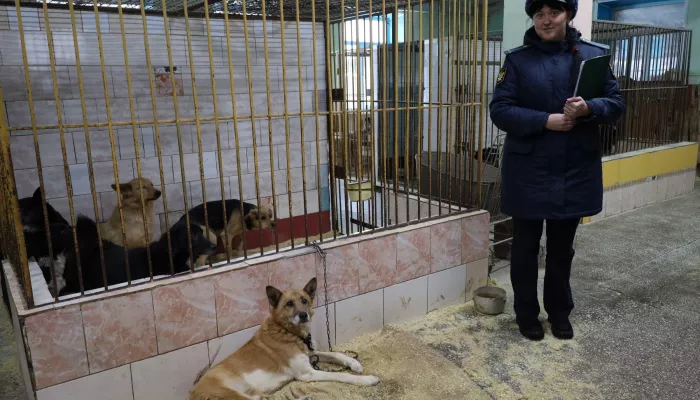 Приставы изъяли из антисанитарной квартиры барнаульца 24 собаки