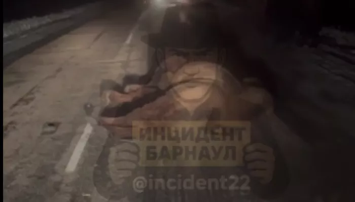 Арабское ДТП: верблюда сбили на трассе в Алтайском крае