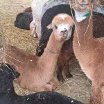 Чилийские альпаки поселятся в барнаульском зоопарке Лесная сказка. Фото