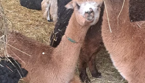 Чилийские альпаки поселятся в барнаульском зоопарке Лесная сказка. Фото