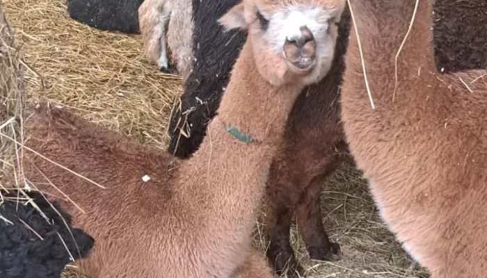 Чилийские альпаки поселятся в барнаульском зоопарке Лесная сказка. Фото