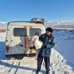 В Республике Алтай собаки напали на лебедя: стало известно о судьбе птицы