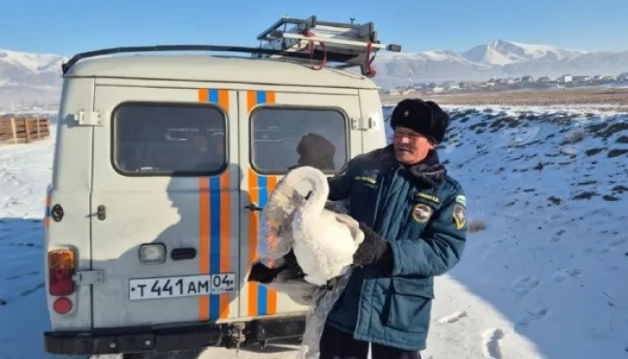 В Республике Алтай собаки напали на лебедя: стало известно о судьбе птицы