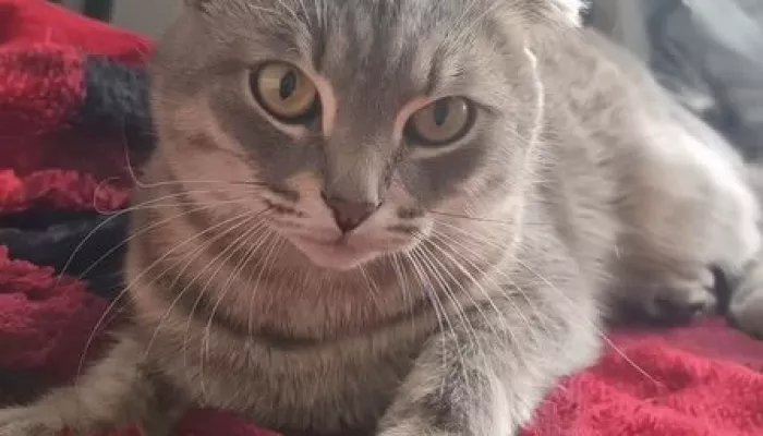 Кота-девственника продают в Барнауле за 1 млн рублей. Смотрим на красавчика