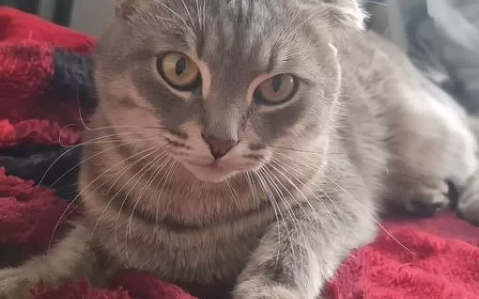 Кота-девственника продают в Барнауле за 1 млн рублей. Смотрим на красавчика