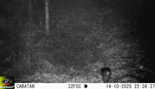 Алтайский заповедник показал редкие кадры охоты рыси на кабаргу. Видео