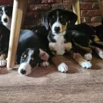 Семья из Барнаула попалась на схему продавцов импортных лекарств для животных