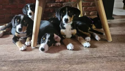 Семья из Барнаула попалась на схему продавцов импортных лекарств для животных