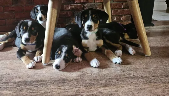 Семья из Барнаула попалась на схему “продавцов” импортных лекарств для животных