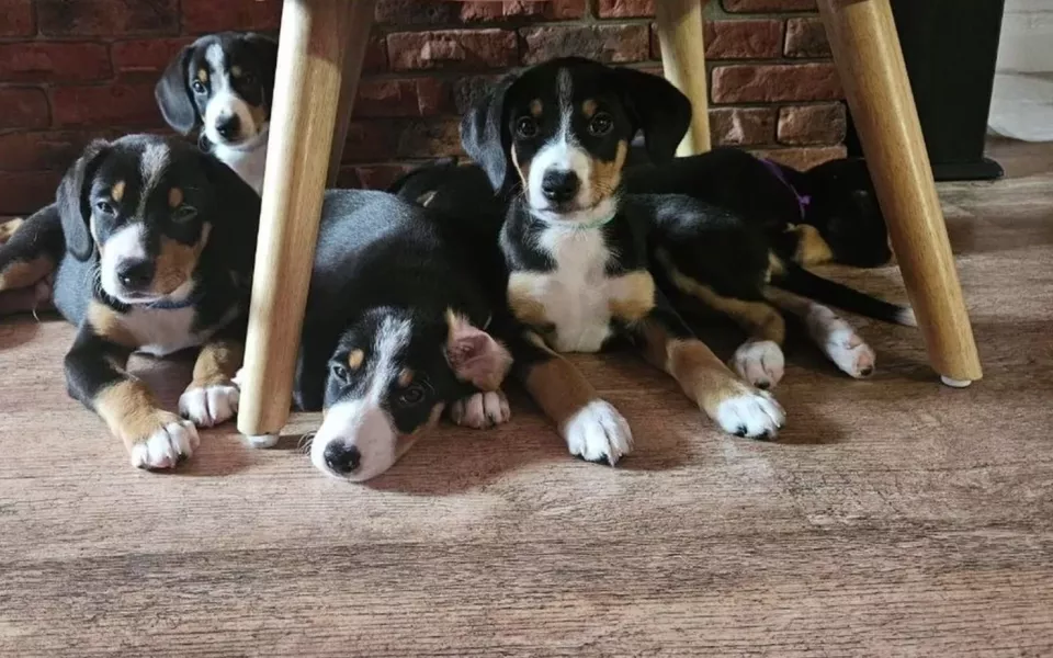 Семья из Барнаула попалась на схему продавцов импортных лекарств для животных