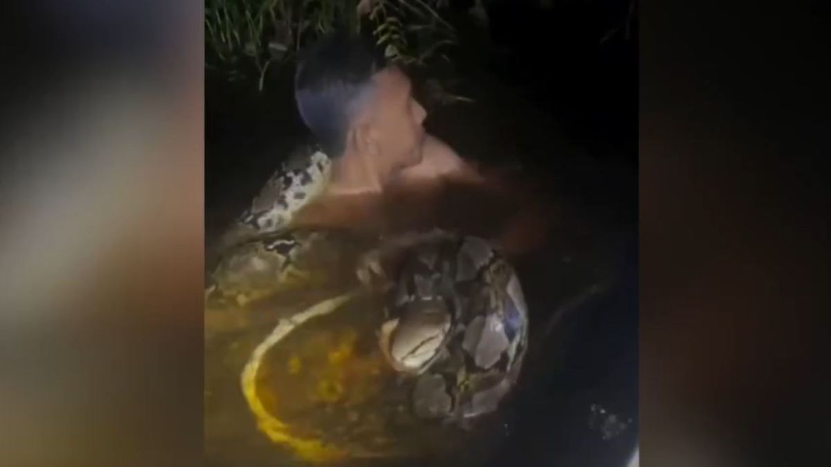 Питон напал на гида