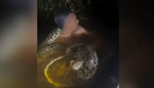 Шестиметровый питон напал на гида и утащил под воду