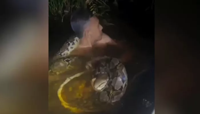 Шестиметровый питон напал на гида и утащил под воду