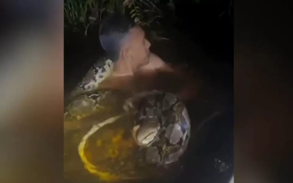Шестиметровый питон напал на гида и утащил под воду