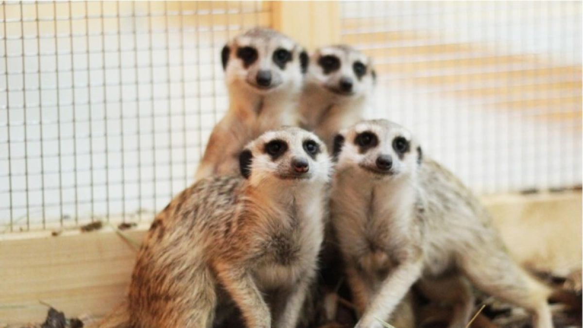 Жители Барнаула ужаснулись содержанию животных в контактном зоопарке