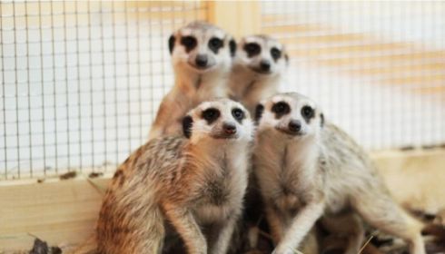 Жители Барнаула ужаснулись содержанию животных в контактном зоопарке