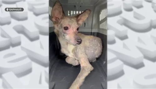 В Барнауле освободили десятки собак из антисанитарной квартиры