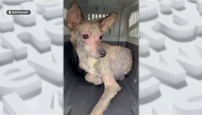 В Барнауле освободили десятки собак из антисанитарной квартиры