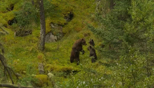 Катунский заповедник поделился летними снимками медвежьего семейства. Фото