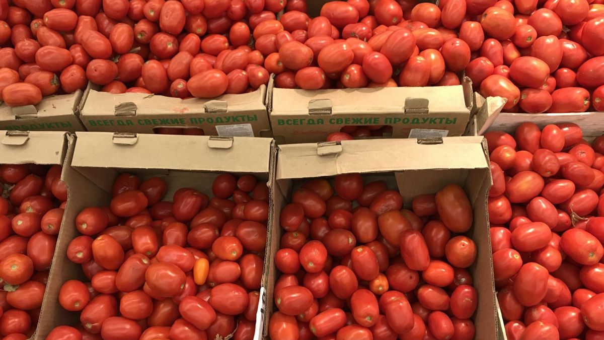 Помидоры. Томаты