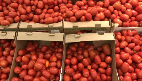 В Алтайский край пытались ввезти 18 тонн томатов, зараженных опасным вирусом