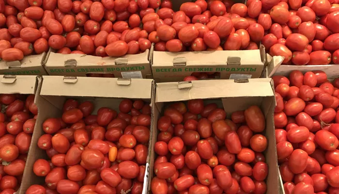 В Алтайский край пытались ввезти 18 тонн томатов, зараженных опасным вирусом