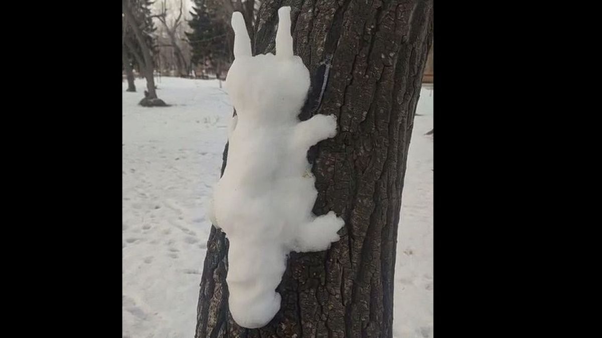 Снежная белка