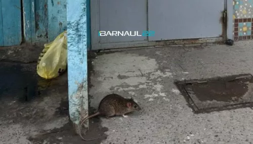 Огромные, жуть: барнаульцы пожаловались на нашествие крыс