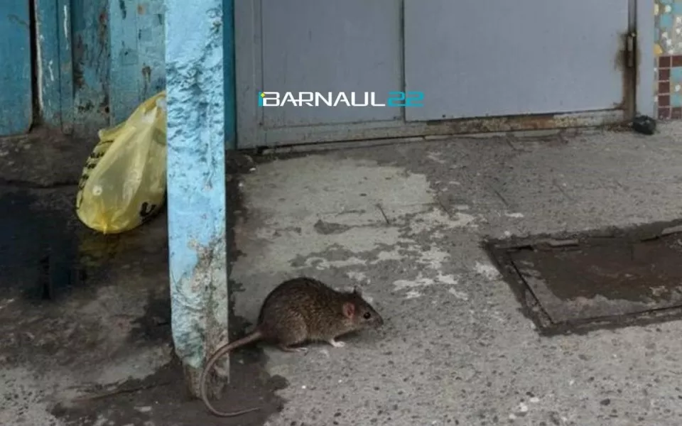 Огромные, жуть: барнаульцы пожаловались на нашествие крыс
