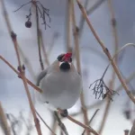 В Алтайский биосферный заповедник прилетели свиристели. Фото