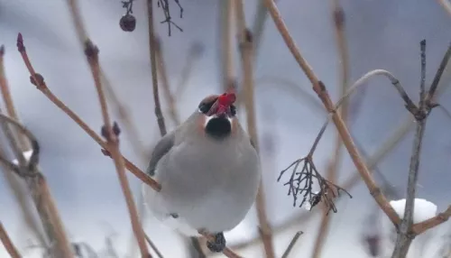 В Алтайский биосферный заповедник прилетели свиристели. Фото