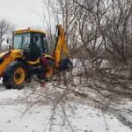 В парке имени Ленина в Барнауле продолжается реновация зеленых насаждений