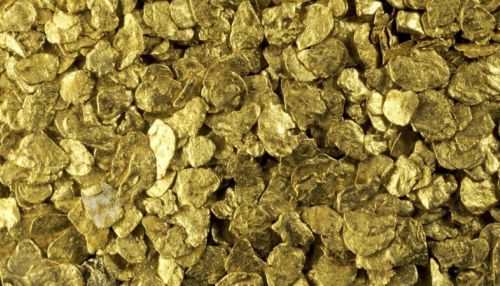 Выделяющие золото грибы обнаружены в Австралии
