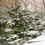 В Барнауле прошел мощный снегопад и укрыл город плотным слоем снега. Фото