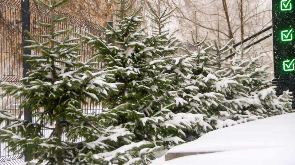 Снег в Барнауле. Ноябрь