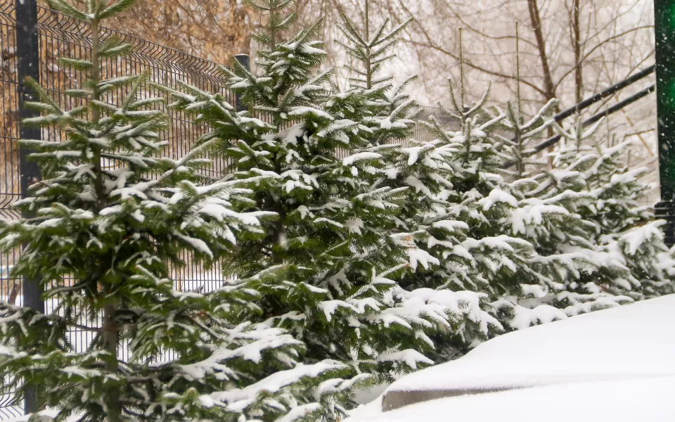 Потепление со снегом и метелями возвращается в Алтайский край