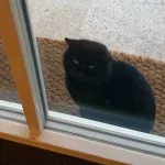 Черный кот: правда ли в жизнь Маргариты Симоньян после смерти мужа вмешалась мистика